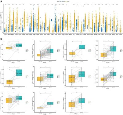 CXCL11 Correlates with Immune Infiltration and Impacts Patient Immunotherapy Efficacy: A Pan-Cancer Analysis 